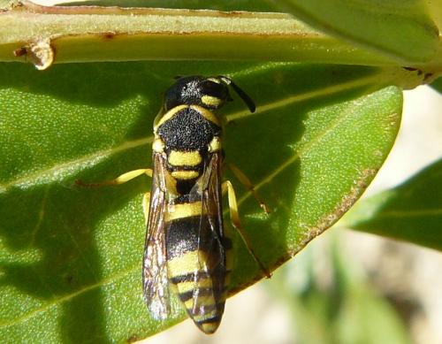 Réf. 80 971 : Eumeninae inconnu