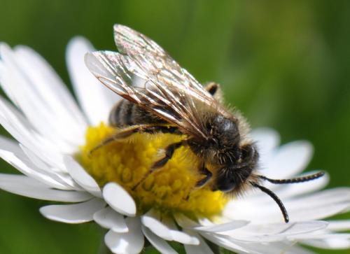 Andrena sp.