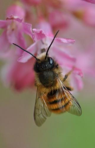 Osmia cornuta