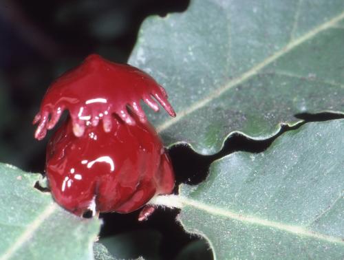 Réf. 80 957 : Andricus dentimitratus