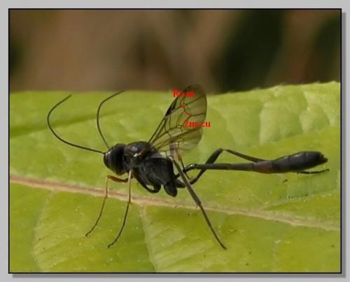 Anomalon cruentatum