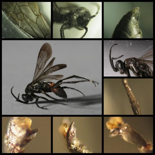 Anoplius sp.