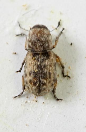 Réf. 80 240 : Enedreytes sp.