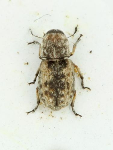 Réf. 80 277 : Enedreytes sp.