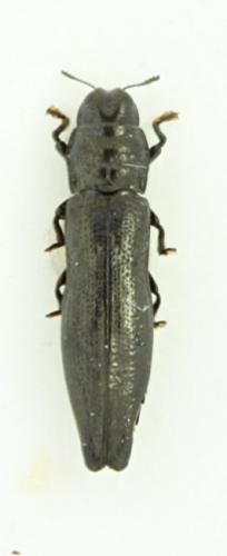Aphanisticus elongatus