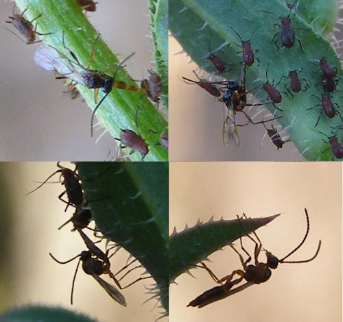 Réf. 80 362 : Aphidius sp.