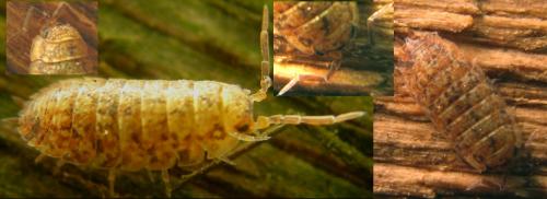 Porcellio scaber