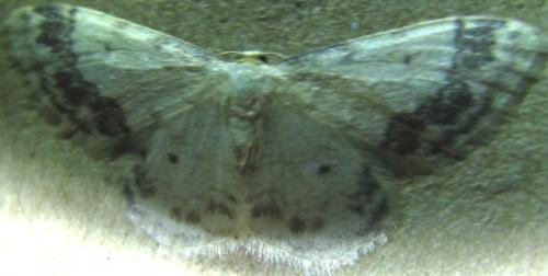 Idaea trigeminata