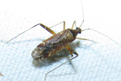Réf. 80 226 : Phytocoris sp.