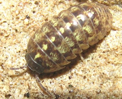 Armadillidium vulgare
