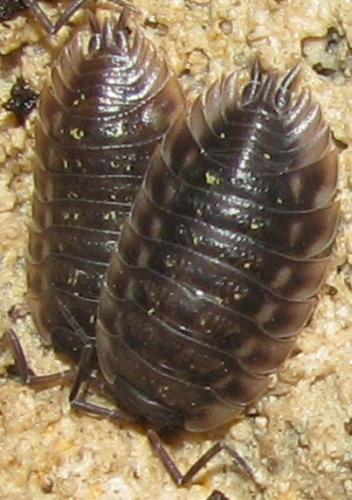 Réf. 80 636 : Oniscus asellus