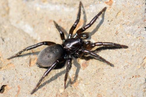 Réf. 80 997 : Gnaphosa lucifuga
