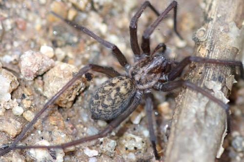 Tegenaria sp.