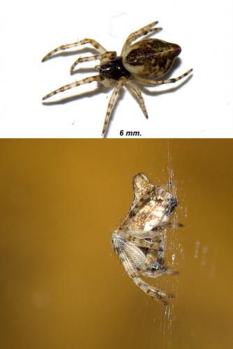 Réf. 80 129 : Cyclosa conica