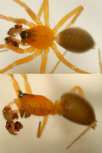 Walckenaeria corniculans