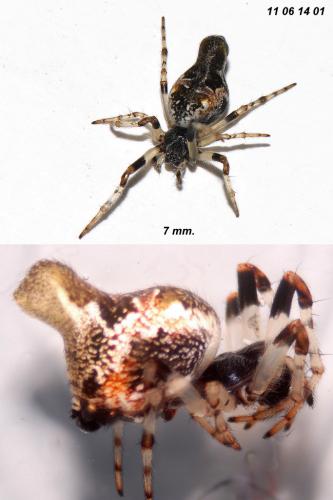 Cyclosa algerica