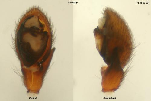 Trachyzelotes pedestris