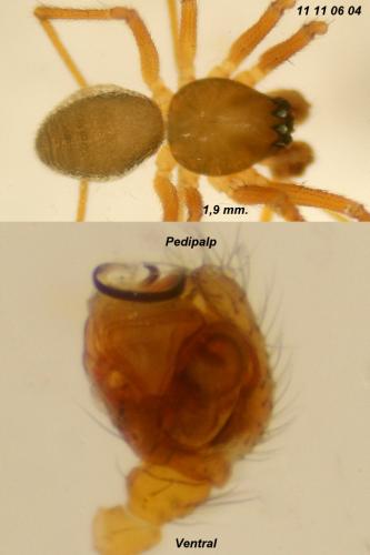 Bathyphantes gracilis