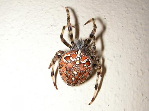 Araneus diadematus