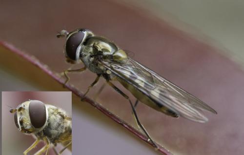 Meliscaeva auricollis