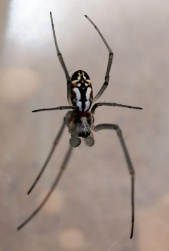 Réf. 80 831 : Trichonephila inaurata