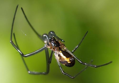Trichonephila inaurata
