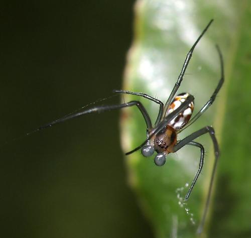 Réf. 80 833 : Trichonephila inaurata