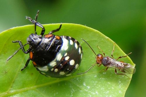 Aridelus rufotestaceus