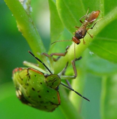 Aridelus rufotestaceus
