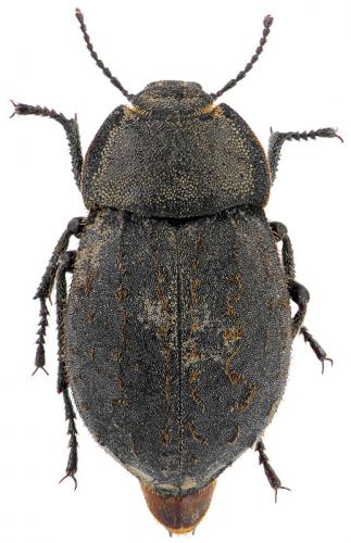 Asida christianperezi