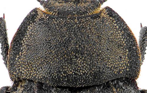 Asida christianperezi