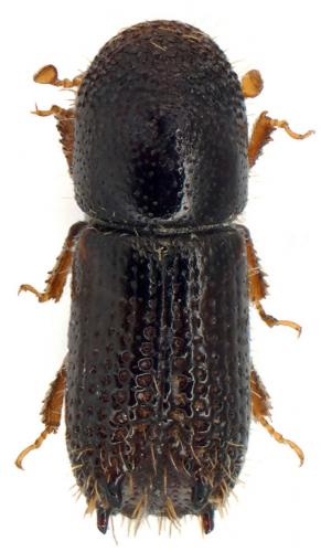 Pityokteines vorontzowi