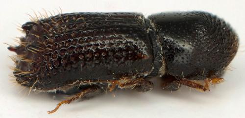 Réf. 80 326 : Pityokteines vorontzowi