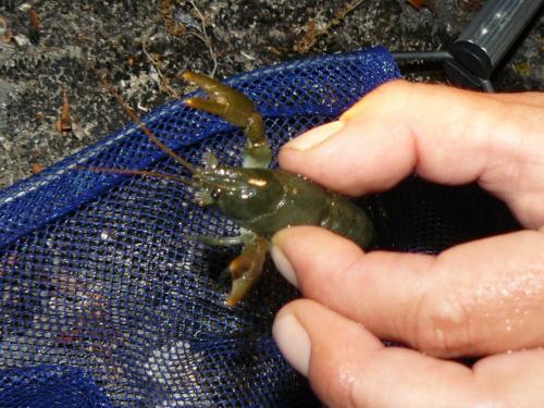 Austropotamobius pallipes