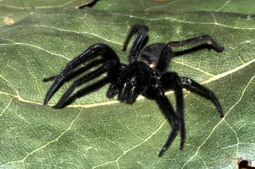 Segestria florentina