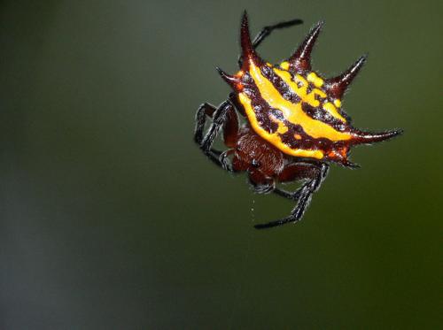 Gasteracantha curvispina