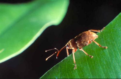 Curculio elephas