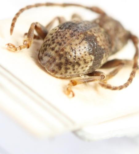 Réf. 80 013 : Parmena balteus