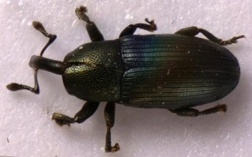 Aulacobaris coerulescens