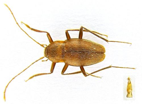 Réf. 80 171 : Cytodromus dapsoides