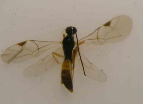 Cryptinae