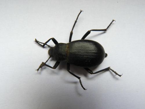 Blaps mucronata