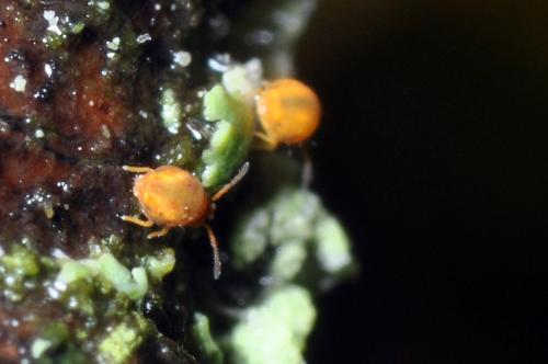 Réf. 80 784 : Sminthurinus aureus