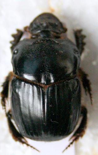 Réf. 80 816 : Bubas bison