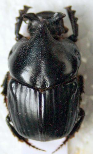 Réf. 80 819 : Bubas bison