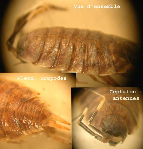 Caeroplastes porphyrivagus