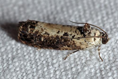 Hedya salicella