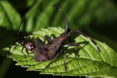 Réf. 80 558 : Coreus marginatus