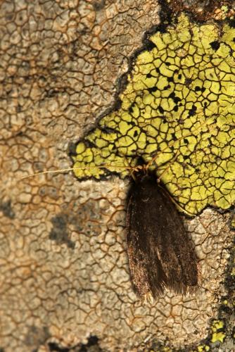 Homaloxestis briantiella