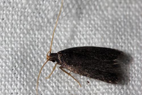 Homaloxestis briantiella